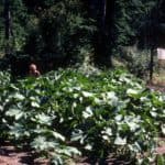 Big garden plants