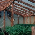 Interior of greenhouse with tomato plants