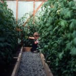 Brent in greenhouse with tomato plants