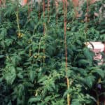 Greenhouse tomato plants