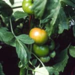 almost ripe greenhouse tomato