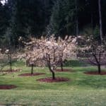 blossoming fruit trees