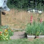 Garden flowers